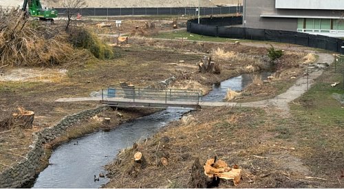 Clear-cut of trees along Mill Creek was necessary, says city