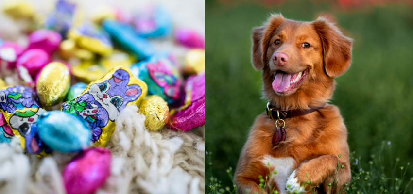 Don't let your dog get into any Easter chocolate -- it's poison to them