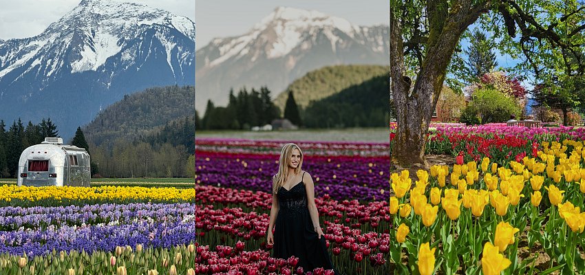 Canada’s largest tulip festival will bloom in BC starting April 10